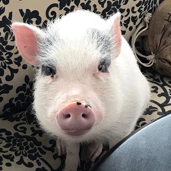 Meet your Posher, Wilbur - Picture 1 of 1